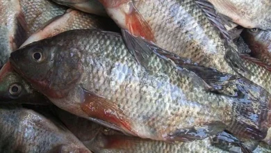 أسعار الأسماك والجمبري اليوم الجمعة 6 مارس 2026 تحديث يومي لأحدث أسعار السوق المحلي