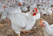 أسعار الدواجن اليوم الأحد 22 مارس 2026 وتحديثات السوق وتأثيرها على المستهلكين والمزارعين