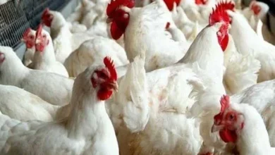 أسعار الدواجن اليوم في الأسواق والبورصة الأربعاء 11 3 2026 تحديثات وتحركات الأسعار اللحظية