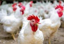 أسعار الدواجن بالأسواق اليوم الثلاثاء 17-3-2026 كام سعر الفراخ البلدي في الأسواق المحلية