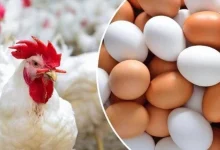 أسعار الدواجن والبيض اليوم الأحد 22 مارس 2026 سعر الفراخ البيضاء في الأسواق المحلية