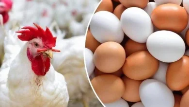 أسعار الدواجن والبيض في أسواق وبورصة الشرقية اليوم الأحد 8-3-2026 وتحديثات السوق الهامة