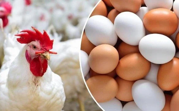 أسعار الدواجن والبيض في أسواق وبورصة الشرقية اليوم الأحد 8-3-2026 وتحديثات السوق الهامة – مشاهير