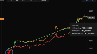 استقرار أسعار الذهب المحلية مع تباين يصل إلى 24 مليون دونغ عن الأسعار العالمية