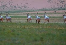 انطلاق المرحلة الثالثة لمبادرة تصحيح أوضاع الكائنات الفطرية في المملكة