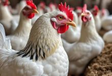 بورصة الدواجن اليوم أسعار الفراخ البيضاء وكرتونة البيض في الأسواق وتحديثات الأسعار المباشرة