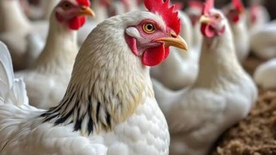 بورصة الدواجن اليوم أسعار الفراخ البيضاء وكرتونة البيض في الأسواق وتحديثات الأسعار المباشرة