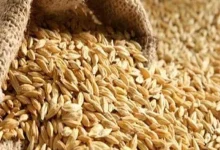 سعر الأرز الشعير اليوم الخميس 12 مارس 2026 الحبة العريضة والرفيعة في الأسواق وأحدث الأسعار