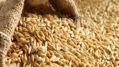 سعر الأرز الشعير اليوم الخميس 12 مارس 2026 الحبة العريضة والرفيعة في الأسواق وأحدث الأسعار