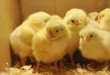 سعر الكتكوت الأبيض اليوم الأربعاء 25 مارس 2026 وأحدث التطورات في سوق الدواجن المحلية