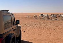 ضبط مواطن بسبب مخالفة رعي داخل محمية الملك عبدالعزيز الملكية