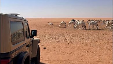 ضبط مواطن بسبب مخالفة رعي داخل محمية الملك عبدالعزيز الملكية