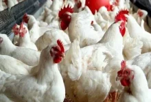 كيلو الفراخ البيضاء بكام أسعار الدواجن اليوم الأحد 15-3-2026 ومتابعة حركة السعر الحية في السوق