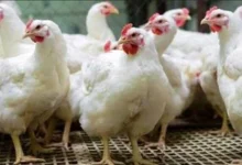 كيلو الفراخ البيضاء بكام تعرف على أسعار الدواجن اليوم الثلاثاء 24-3-2026 وأحدث التغيرات في الأسواق