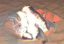 مواطن يُضبط أثناء إشعاله النار في مواقع غير مصرح بها داخل محمية طويق الطبيعية